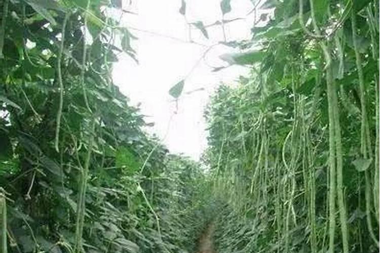 豆角用什么肥料产量高一些