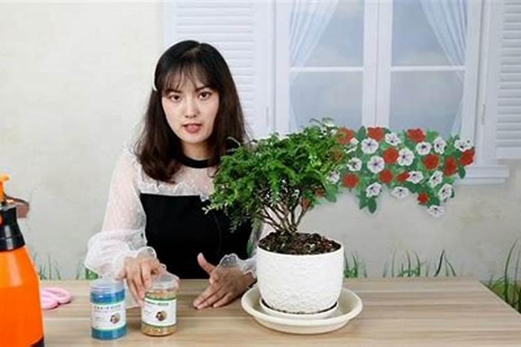 胡椒木如何养护,掌握6个技巧可养爆盆