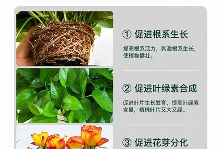 兰花氮磷钾比例