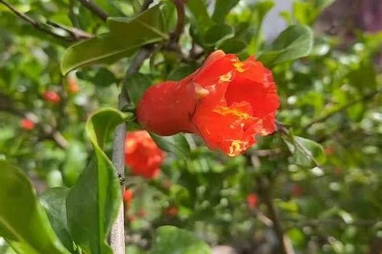石榴如何保花保果 石榴高产养殖技巧总结