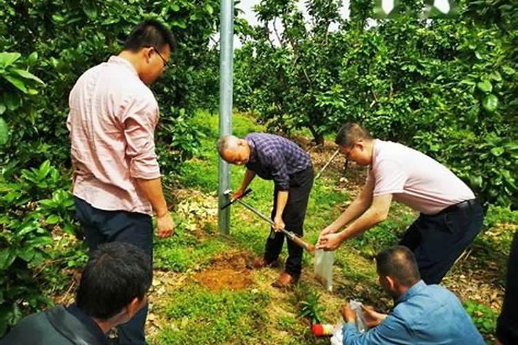 玉米为什么在酸性土壤当中缺磷？