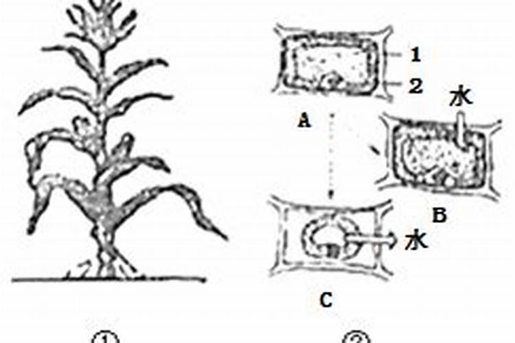 植物施肥过多烧根了怎么办