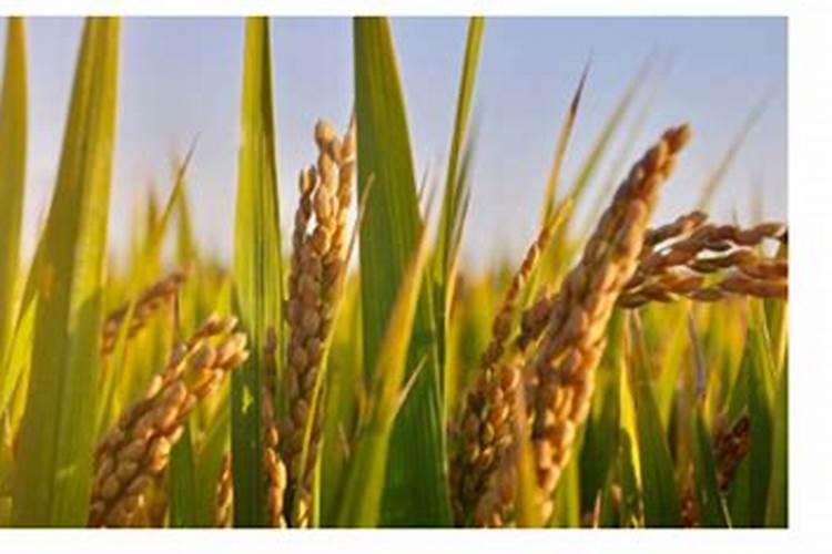 禾苗开几张叶子可以放肥