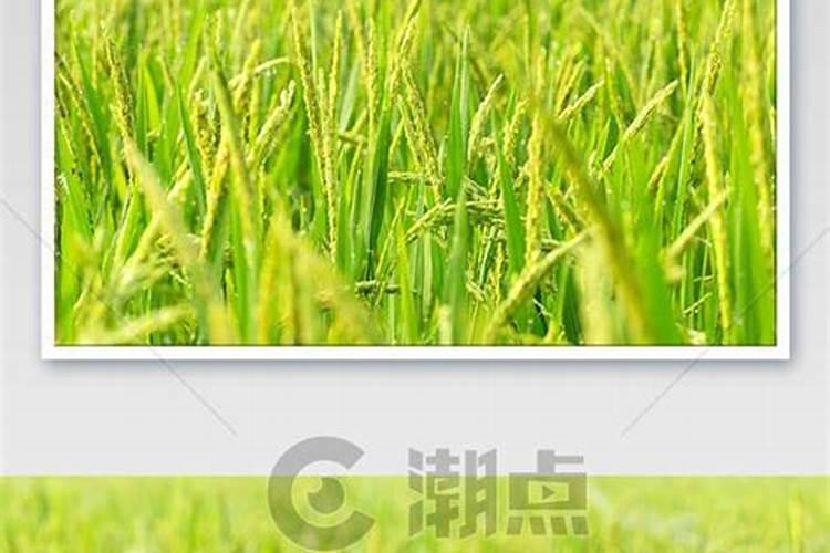 农村种植水稻,钾肥对水稻有什么作用呢？