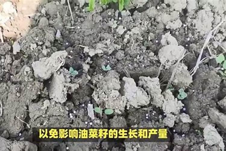 油菜什么时候施硼肥最好