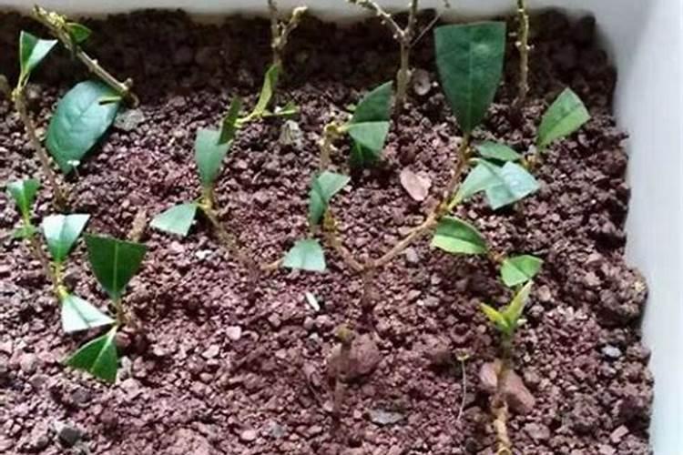 桂花树家养方法