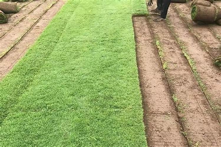 草坪怎么用有机肥