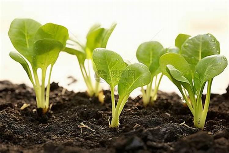 烂水果烂菜怎么做肥 下脚料发酵花肥的制作方法分享