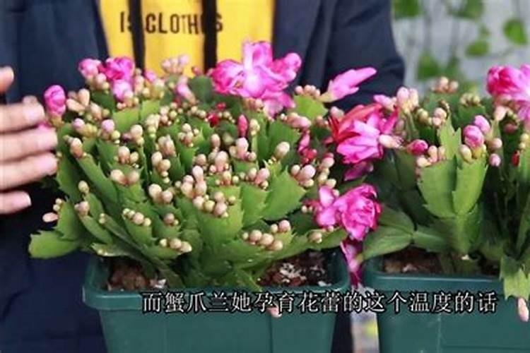 黄腐酸钾用多了的危害