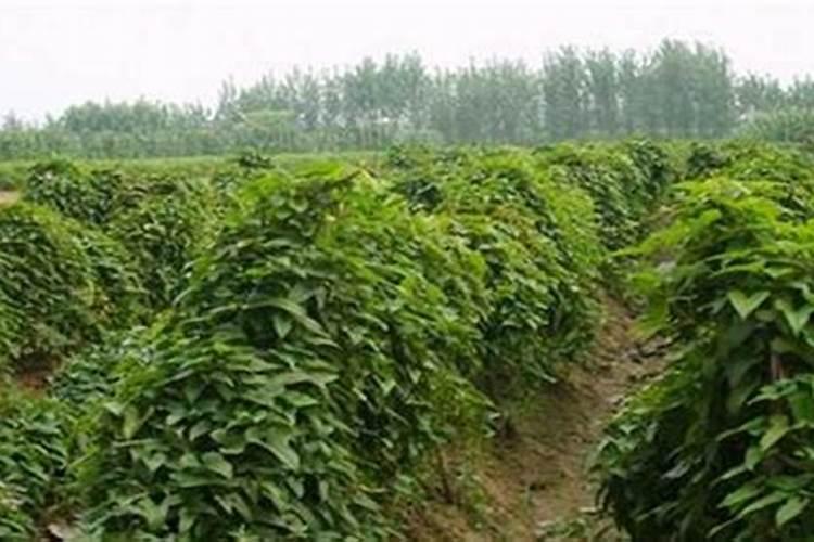 加强水肥管理种出好山药