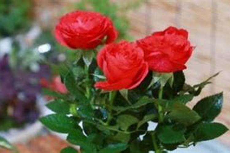 玫瑰花什么时候施肥