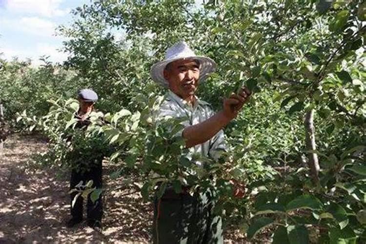 苹果用什么水溶肥好