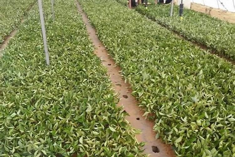 桂花树扦插最佳方法