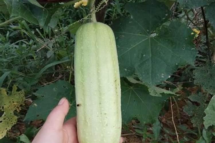 种丝瓜最佳肥料配方是什么？