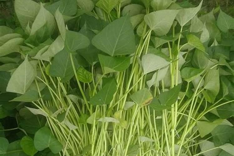 种红薯如何使用钾肥