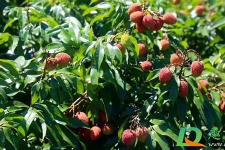 冬季蓝莓施肥多了能不能烧死？