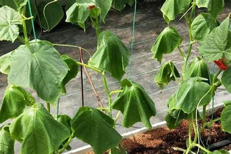 农村大集上所卖的果树,为什么买了种不活？