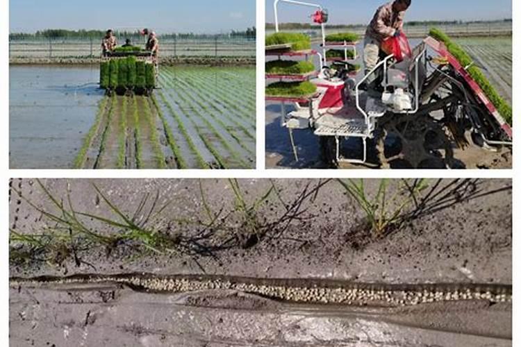 腐植酸肥料的作用和使用方法