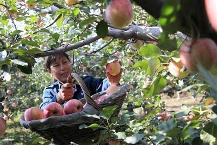 苹果树要怎样追肥？