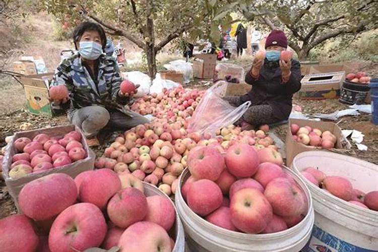 苹果树化肥怎样上化肥