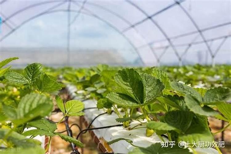 草莓什么时候施肥最好