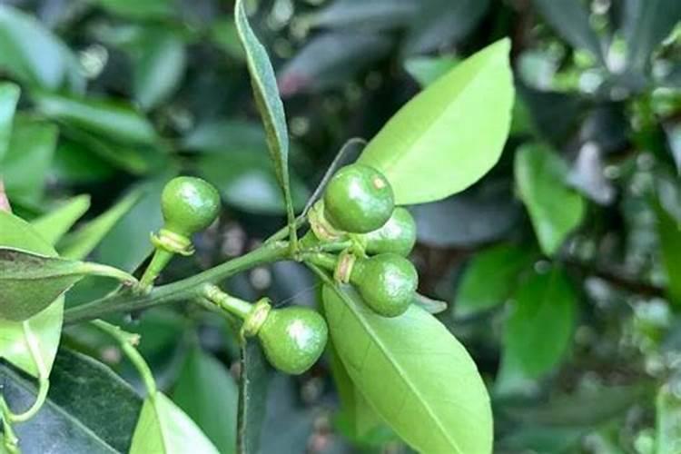 柑橘的施肥方式有哪些？