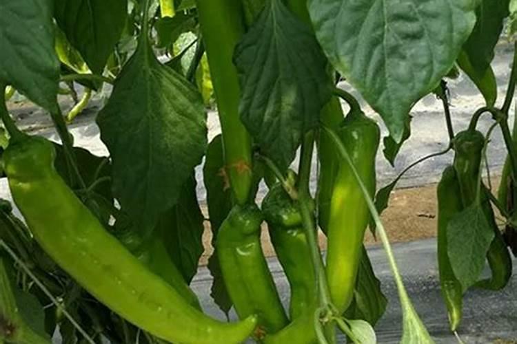 辣椒用什么叶面肥 辣椒使用什么叶面肥