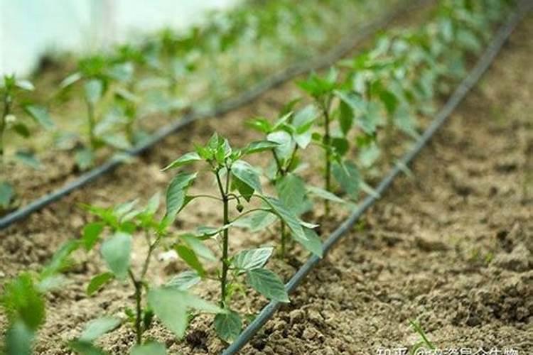 农业应用中的黄腐酸钾哪种好？芹菜种植冲施矿源怎么用增产效果好