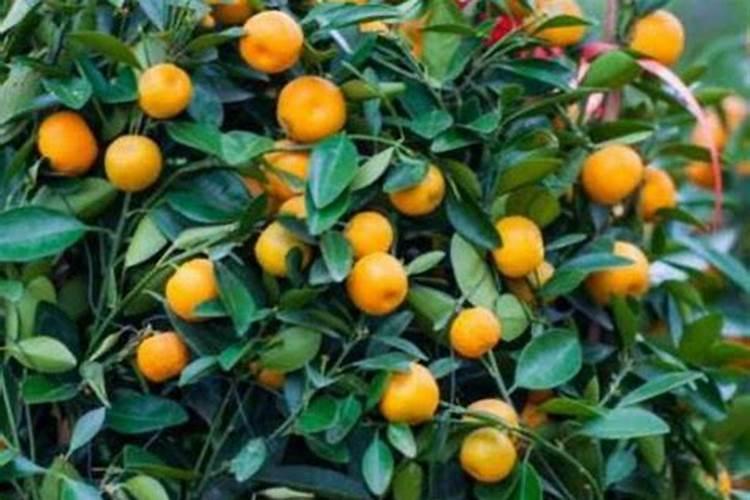 果树施硼肥怎么操作？果树施硼肥有什么用？