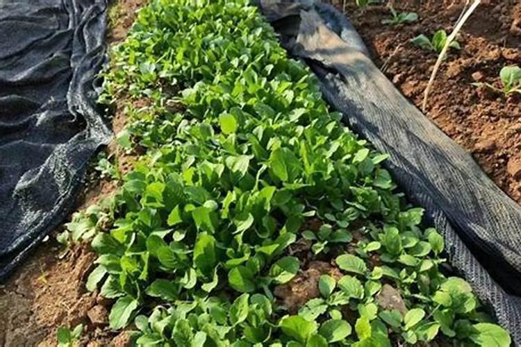 大白菜要想长得好,增施肥料不可少,在施肥上我们需要注意些什么？