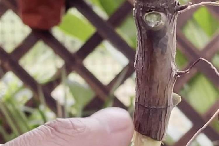 橡皮树施什么肥好