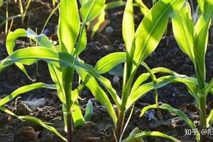 种花生底肥用什么肥 花生需要什么肥料才能高产