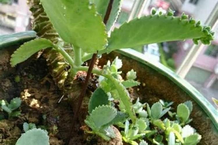 落地生根秋天怎么养