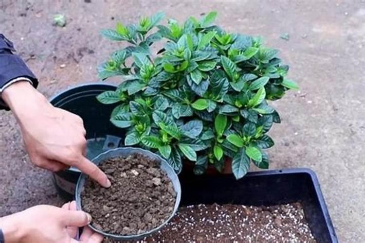 落地生根用什么肥料好呢