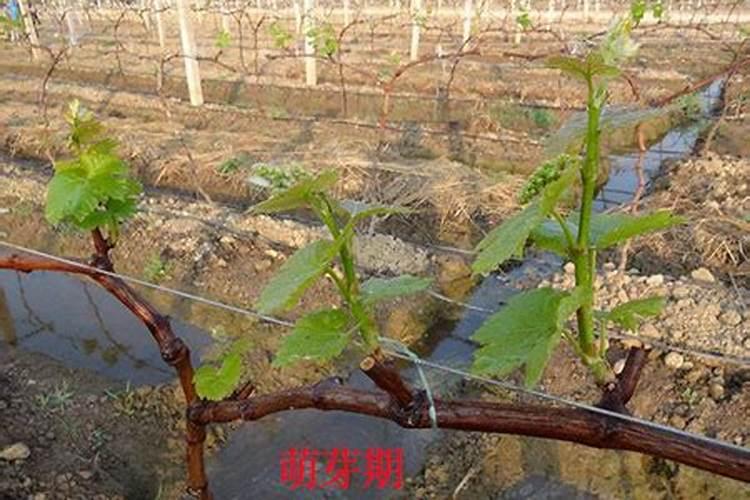 什么冲施肥对果实膨大最快