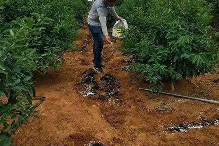 如何正确施用氮肥