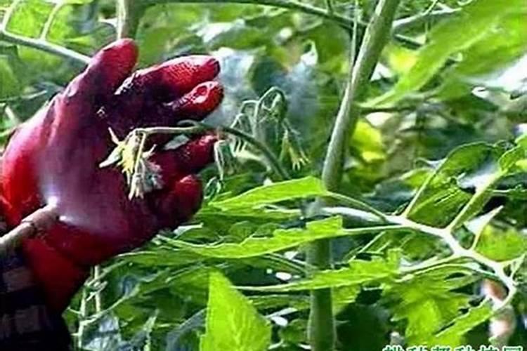 番茄生长要用几次硼肥