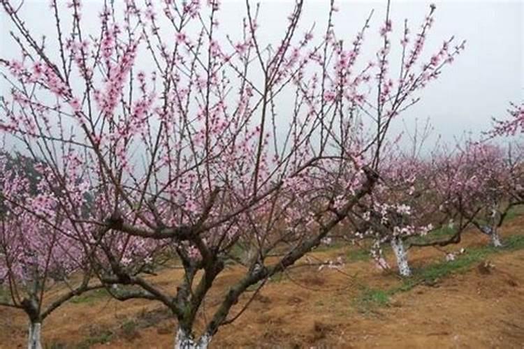 桃树秋施什么肥最好