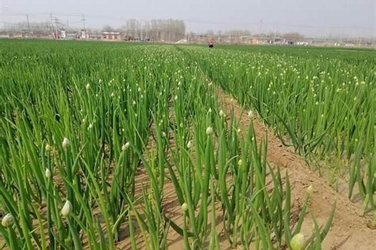 什么植物不能用辛硫磷