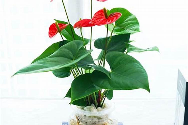 水培红掌怎样才能开花