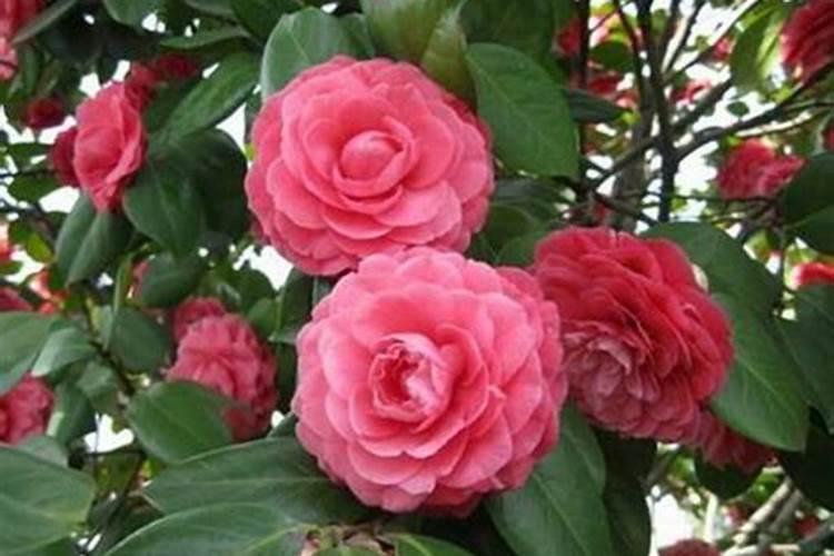 茶花浇什么肥最好