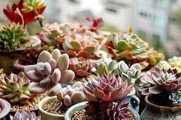 多肉植物施什么肥好