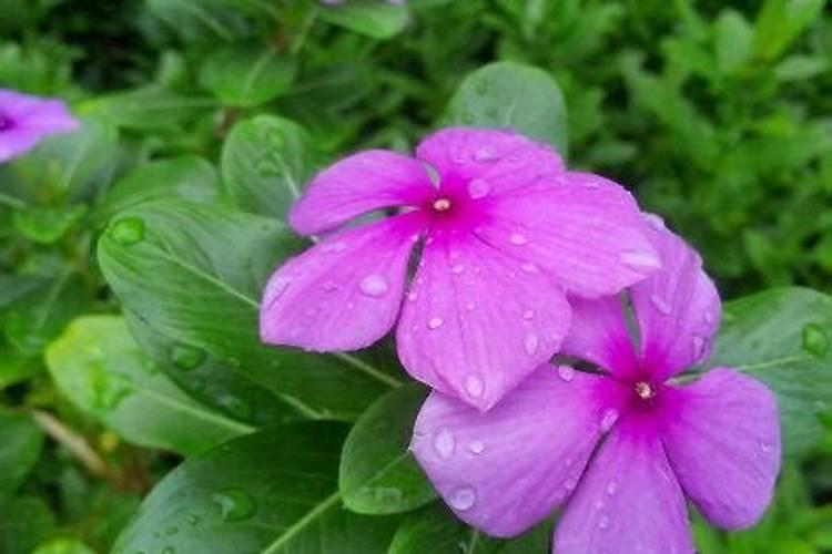 长春花花期施肥