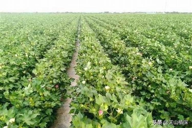 硝基复合肥特点