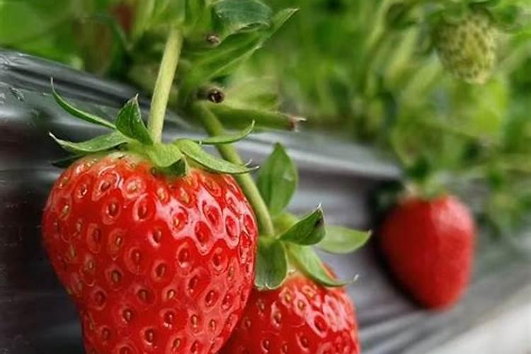 草莓膨果期怎样追施肥料？