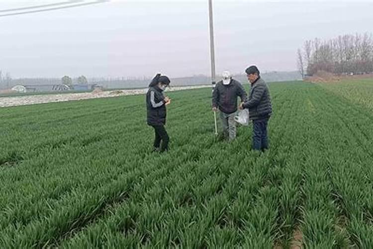 小麦拔节期飞防用多少氨基酸叶面肥