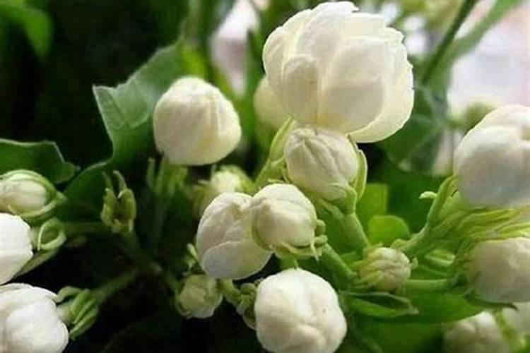 氮肥可以上哪些花