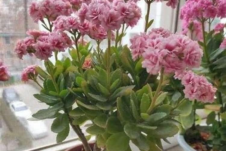 长寿花枝插移栽后施什么肥？