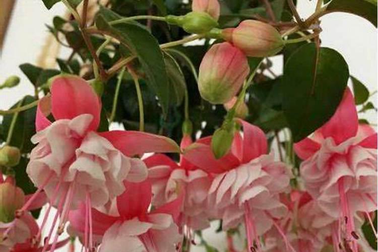 倒挂金钟怎么养护