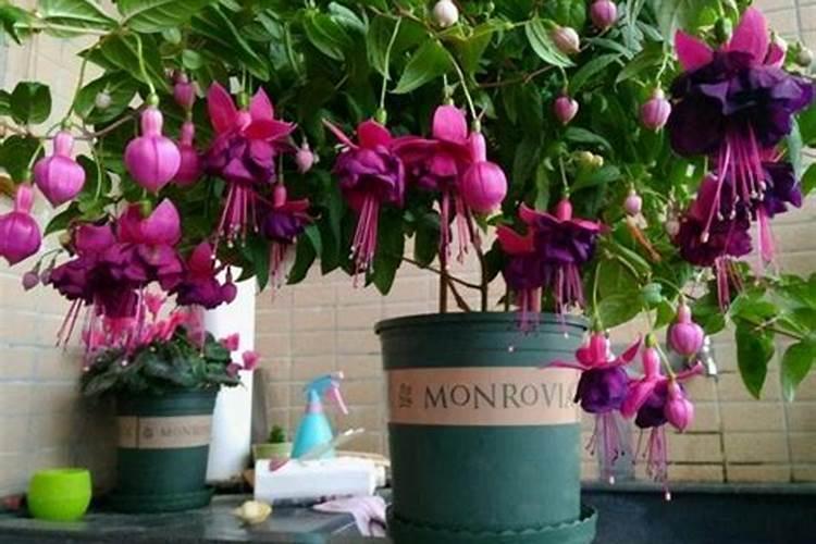 倒挂金钟掉花苞怎么办